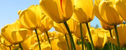 Tulips